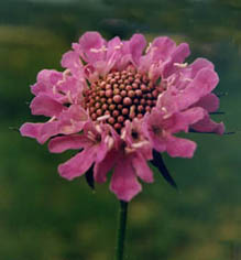 Scabiosa columbaria rose
